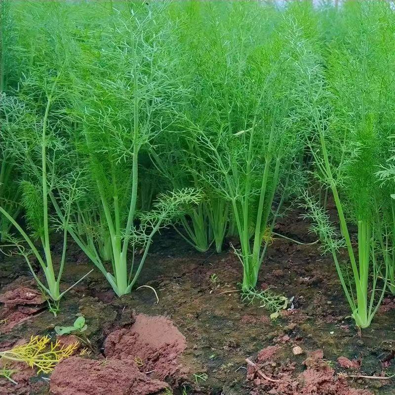 河北精品小茴香，量大从优，欢迎各位老板随时致电咨询洽谈合