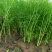 河北精品小茴香，量大从优，欢迎各位老板随时致电咨询洽谈合