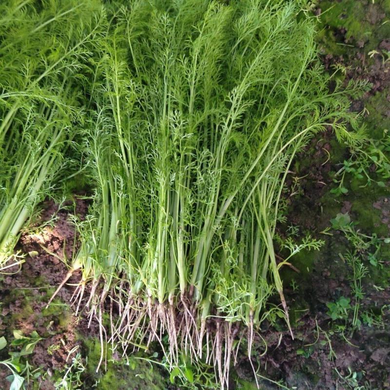 河北精品小茴香，量大从优，欢迎各位老板随时致电咨询洽谈合
