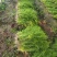 河北精品小茴香，量大从优，欢迎各位老板随时致电咨询洽谈合