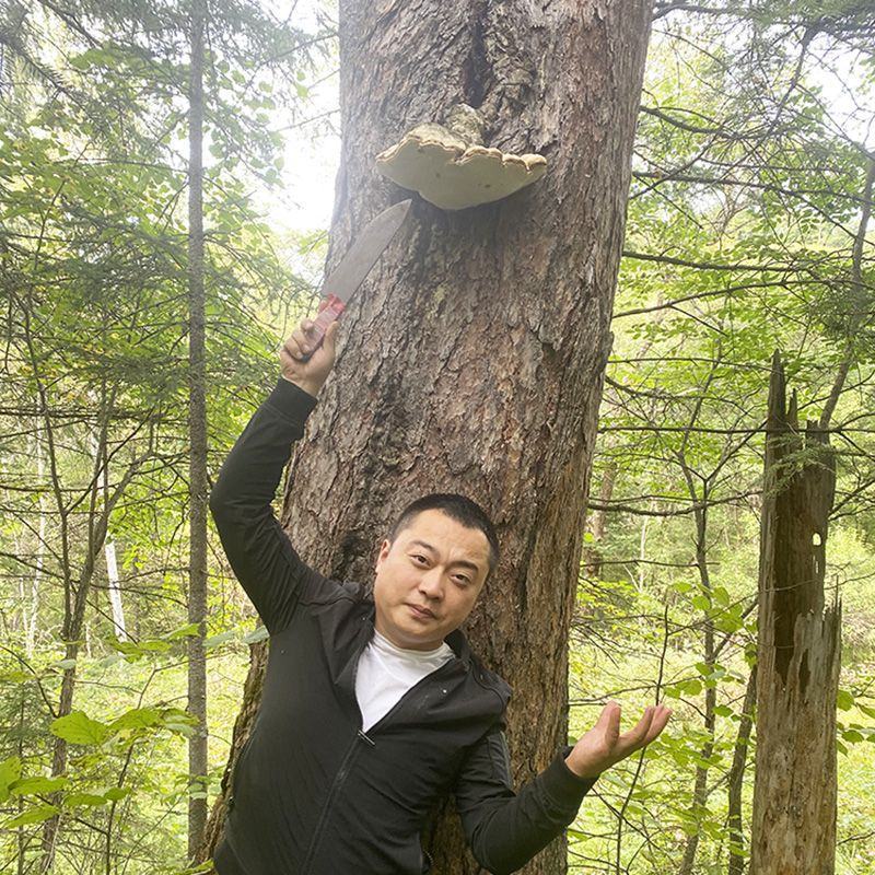 东北长白山野生特产苦白蹄整个苦白蹄灵芝新货干品