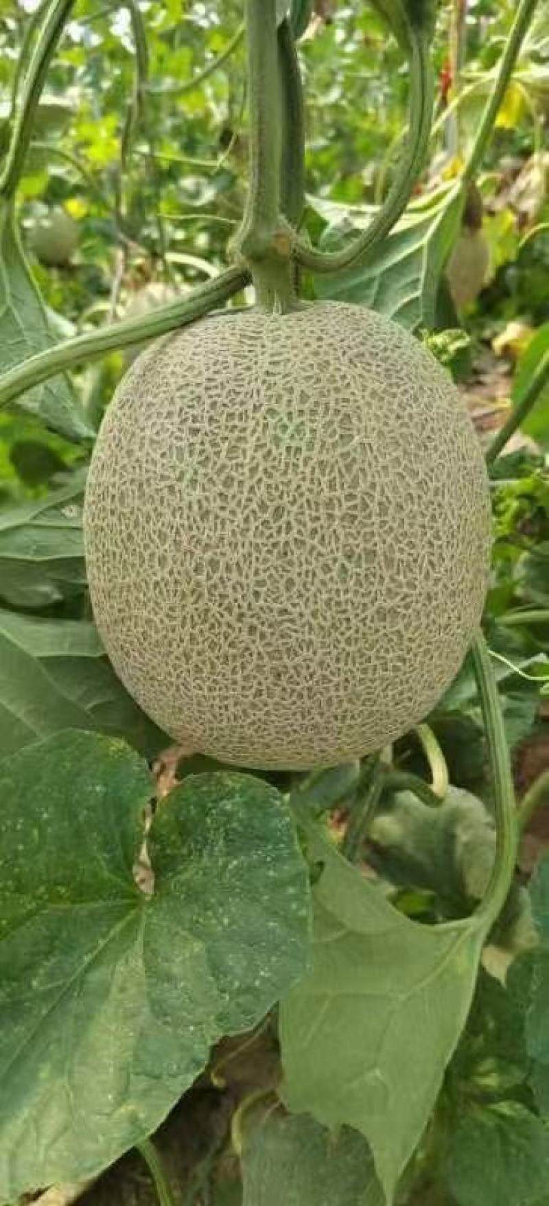 网纹瓜，3-8月份牛三，大量有货了视频看货，诚信为本