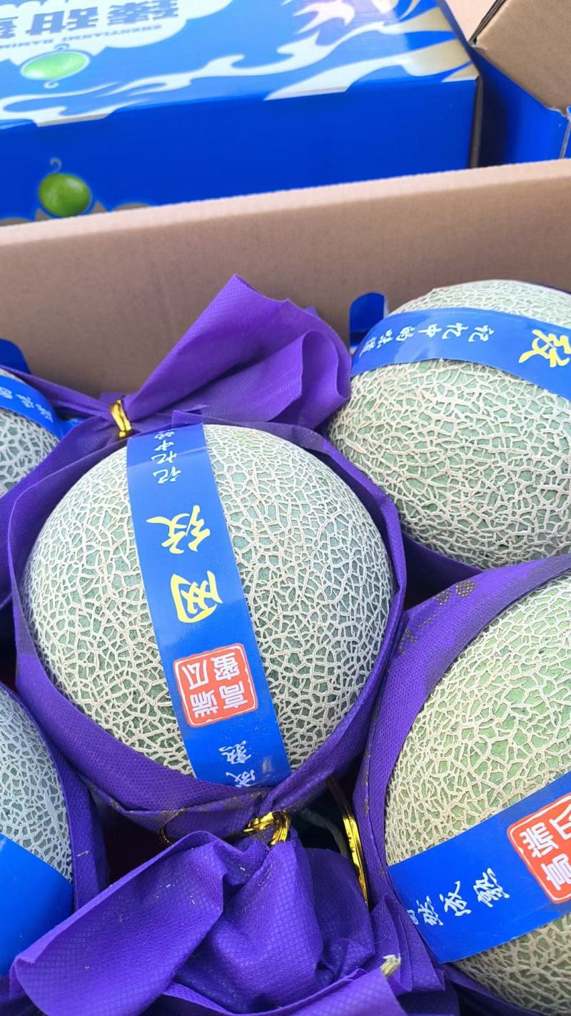 网纹瓜，3-8月份牛三，大量有货了视频看货，诚信为本