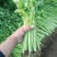河北精品小西芹，量大从优，欢迎各位老板随时致电咨询洽谈合