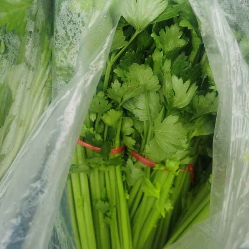 河北精品小西芹，量大从优，欢迎各位老板随时致电咨询洽谈合