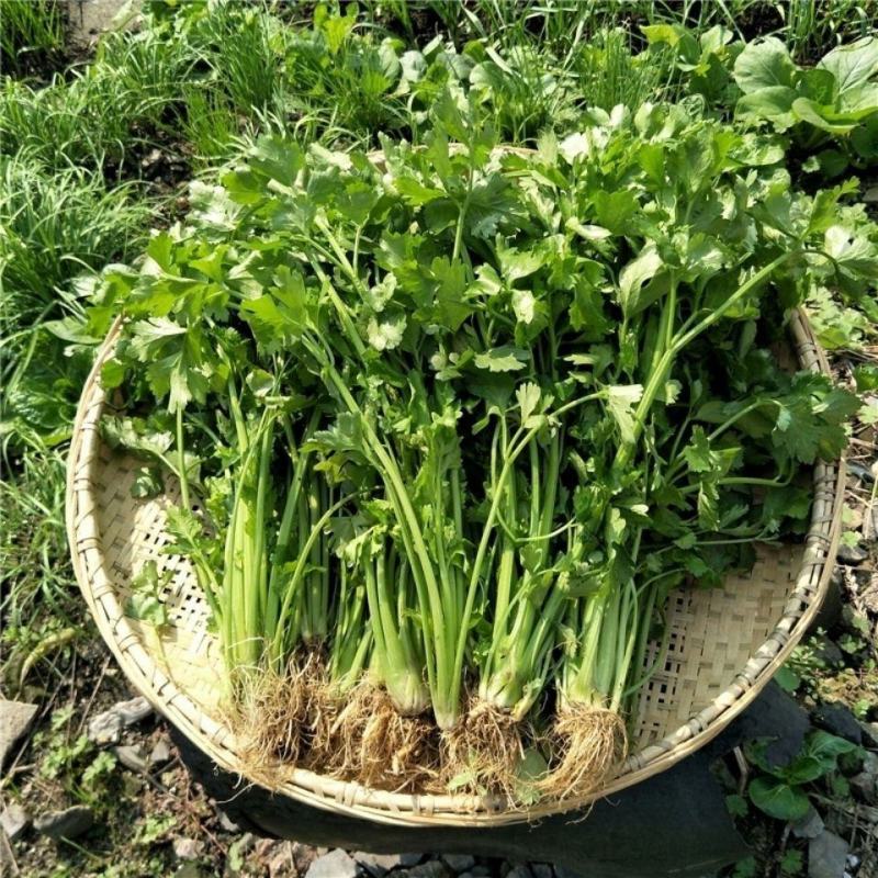 河北精品小西芹，量大从优，欢迎各位老板随时致电咨询洽谈合