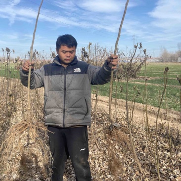 波姬红无花果苗无花果苗无花果种苗