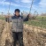波姬红无花果苗无花果苗无花果种苗