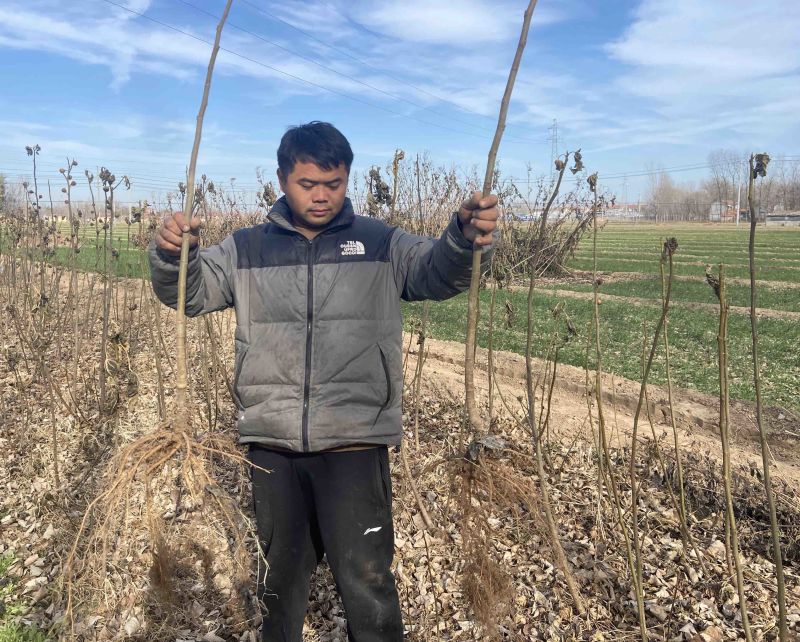 波姬红无花果苗无花果苗无花果种苗