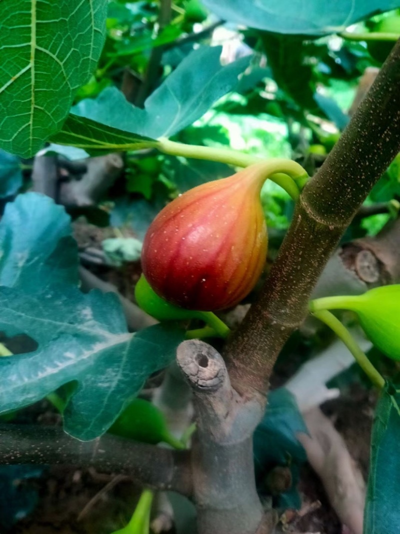 波姬红无花果苗无花果苗无花果种苗