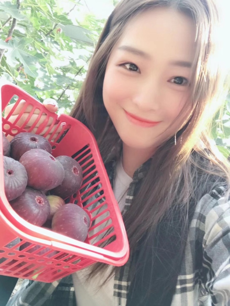 波姬红无花果苗无花果苗无花果种苗