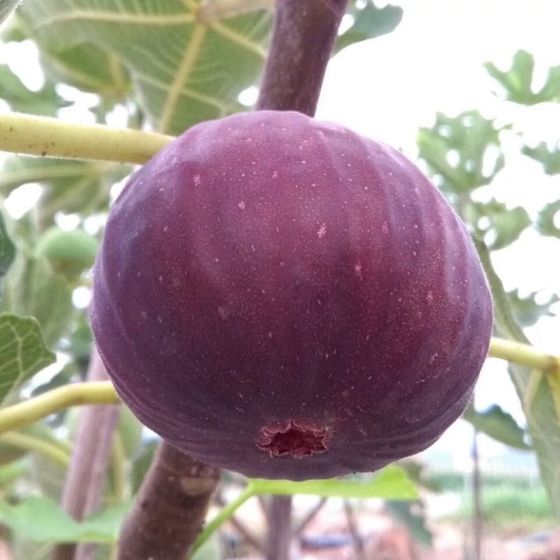 波姬红无花果苗无花果苗无花果种苗
