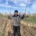 波姬红无花果苗无花果苗无花果种苗