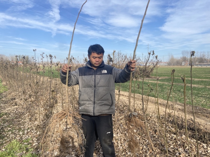 波姬红无花果苗无花果苗无花果种苗