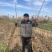波姬红无花果苗无花果苗无花果种苗