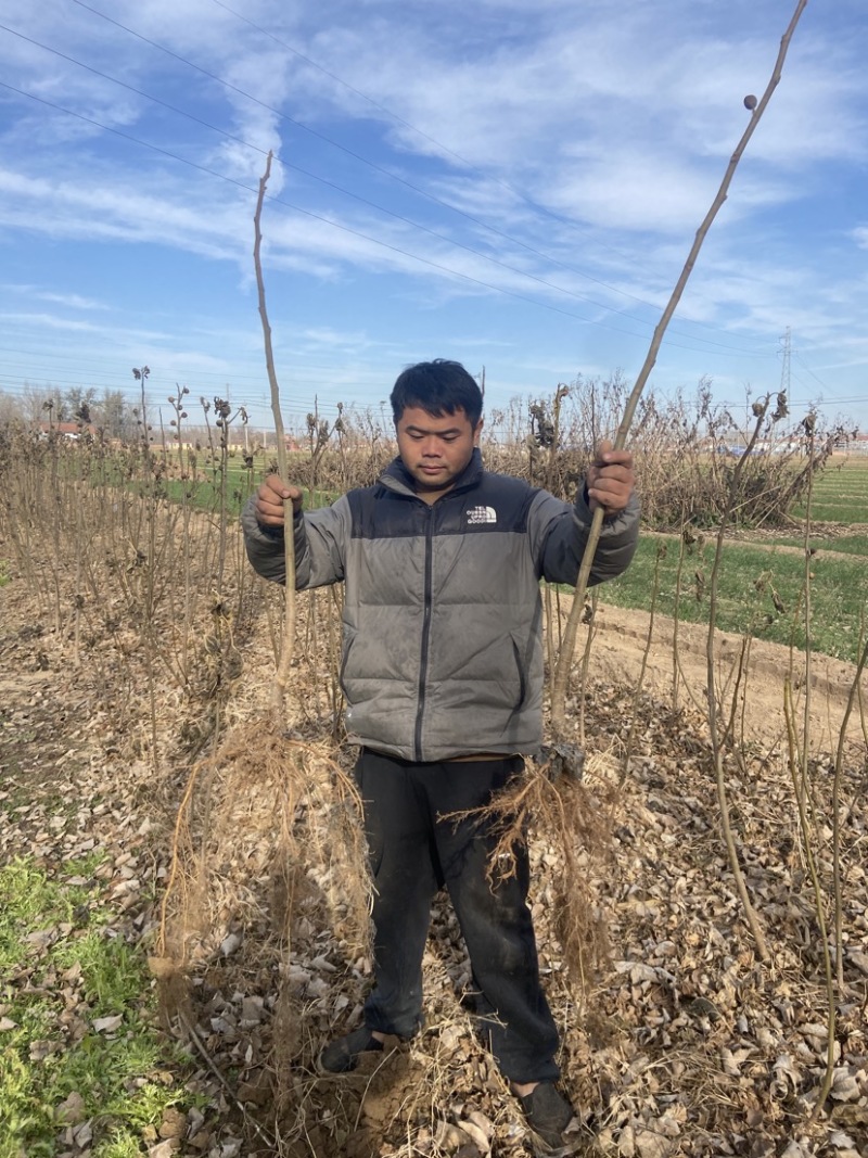 波姬红无花果苗无花果苗无花果种苗