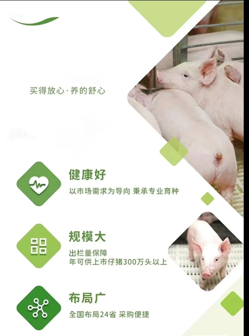 生猪养殖场直销长白猪苗小猪苗幼崽育肥种母猪可食用猪