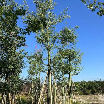 大量美丽异木棉10分至20分出售