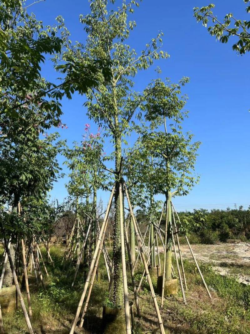 大量美丽异木棉10分至20分出售