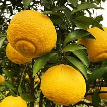 怀化市洪江市黄金贡柚，有柚子柠檬橙子叠加味道。要的。