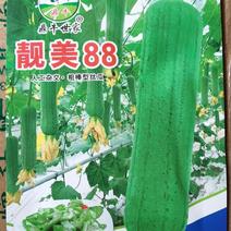 丝瓜种子靓丽88早熟强雌翠绿色型顺直硬度好品质优高产