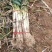 山西万荣长白大葱大量供应产地直发色泽鲜艳货源充足质量保证