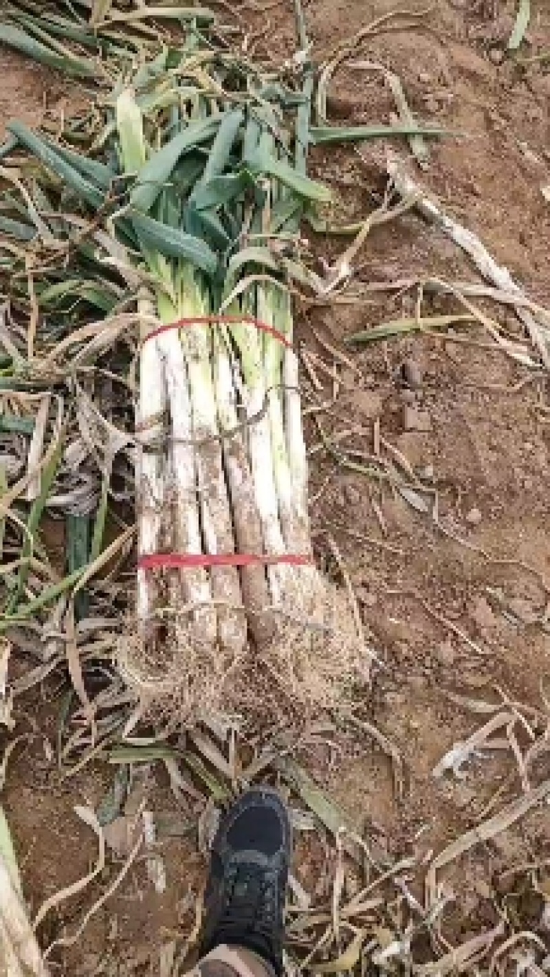 山西万荣长白大葱大量供应产地直发色泽鲜艳货源充足质量保证