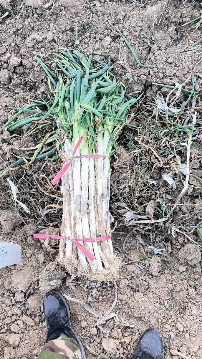 山西万荣长白大葱大量供应产地直发色泽鲜艳货源充足质量保证