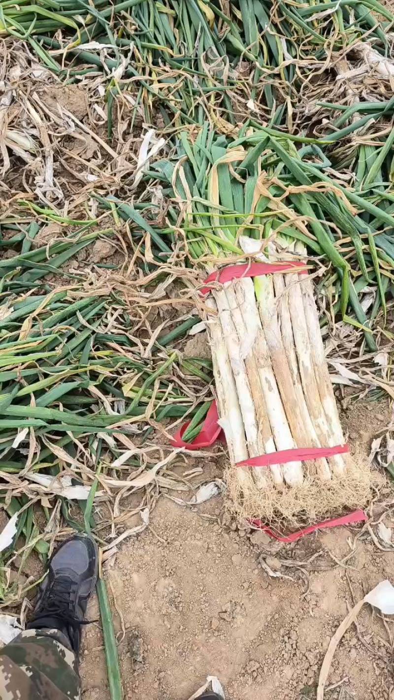 山西万荣长白大葱大量供应产地直发色泽鲜艳货源充足质量保证