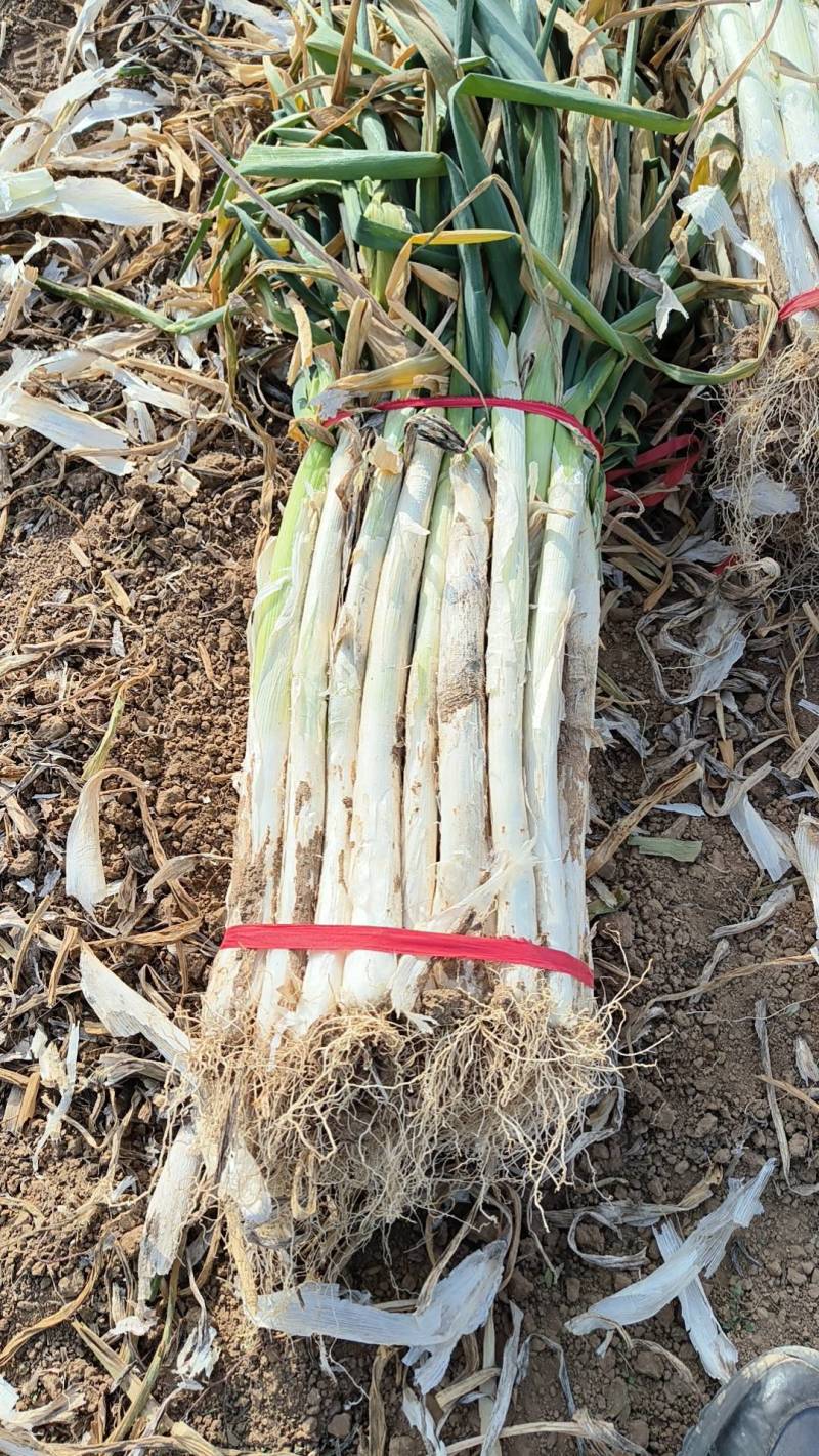 山西万荣长白大葱大量供应产地直发色泽鲜艳货源充足质量保证