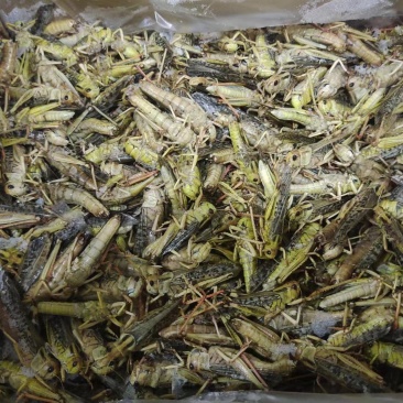 高蛋白蚂蚱