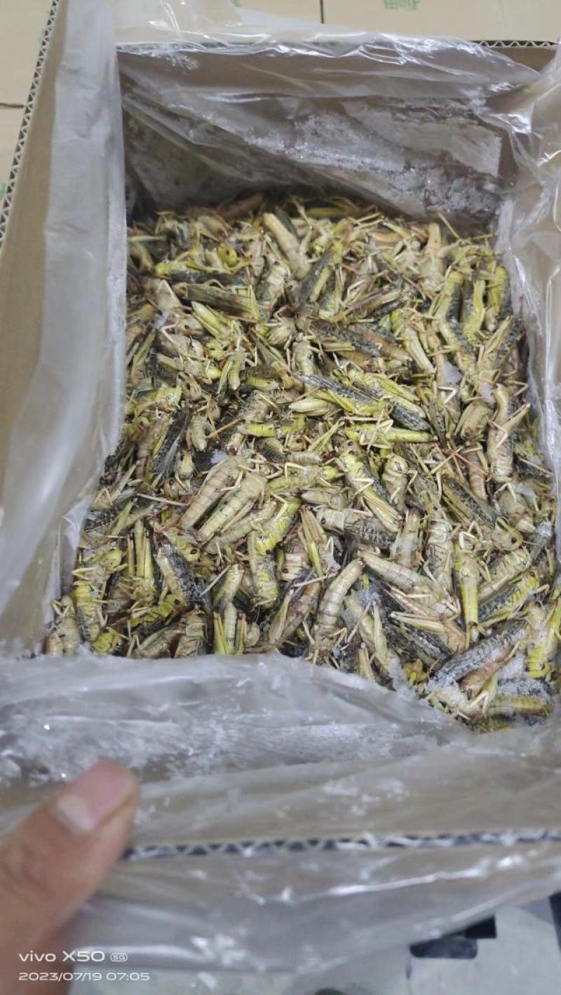 高蛋白蚂蚱