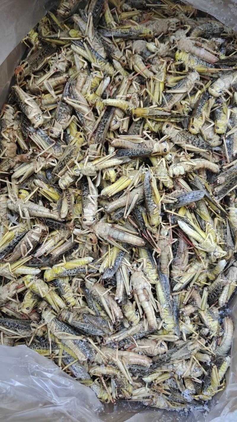 高蛋白蚂蚱