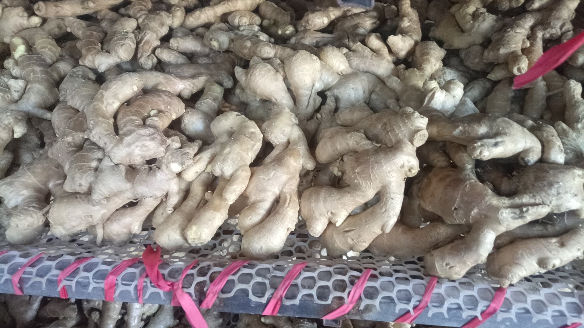 左侧为新鲜老姜,右侧为干姜片,颜色深褐,质地干燥 干姜与老姜对比图