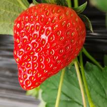 自产自销四川德阳红颜草莓酸甜可口视频保质保量