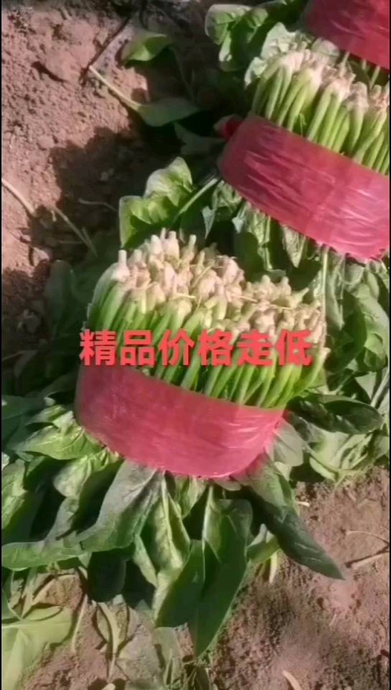 精品越冬菠菜，产地直发，保质保量，欢迎老板选购