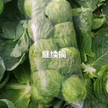精品牛心甘蓝，产地直发，保质保量，欢迎老板选购