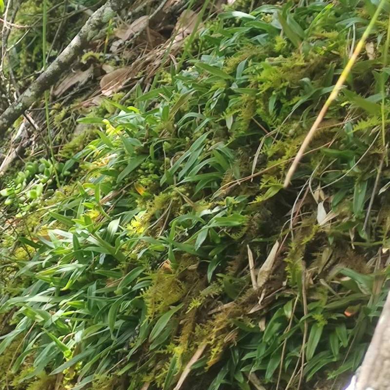 石橄榄双叶小果