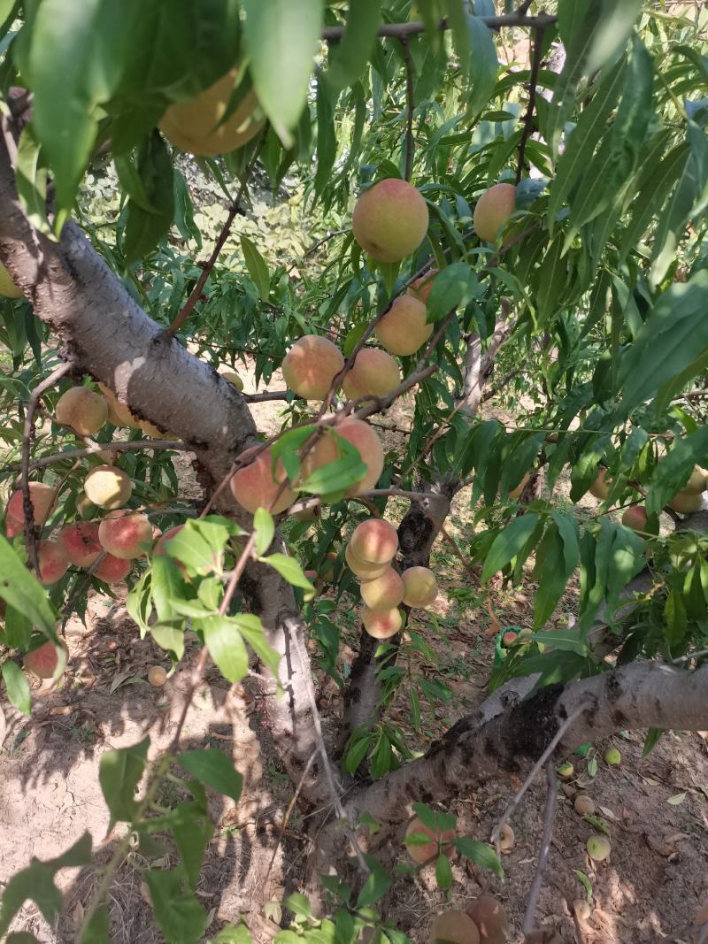 青州蜜桃代办青州冬雪蜜桃果肉坚硬支持一件代发！