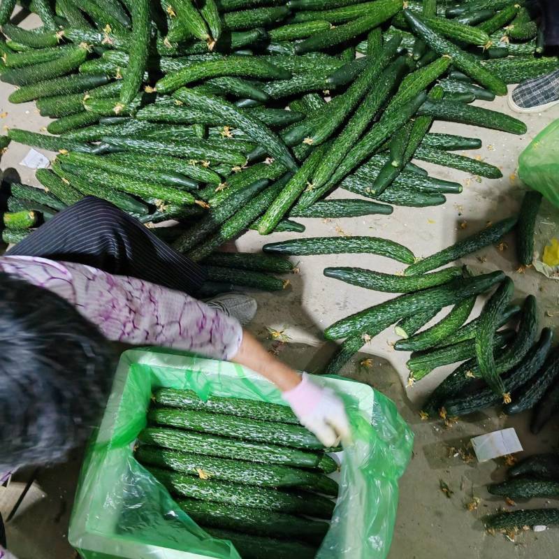 漳州南靖黄瓜脆嫩多汁现摘现发产地直供品质保证欢迎咨询