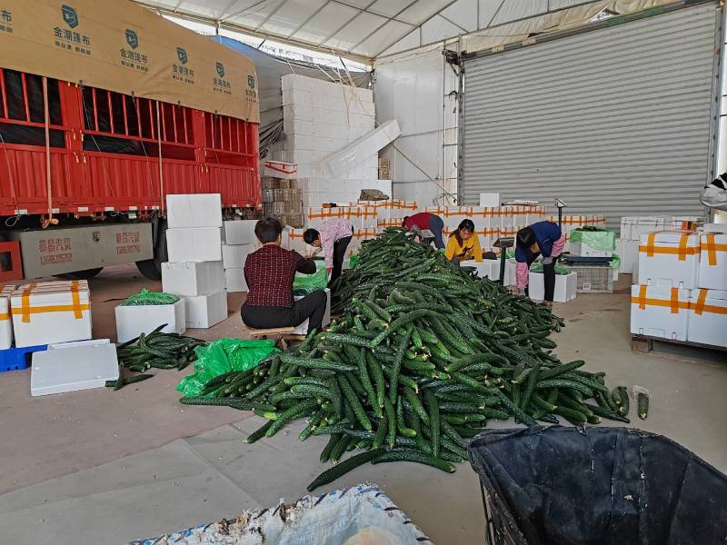 漳州南靖黄瓜脆嫩多汁现摘现发产地直供品质保证欢迎咨询