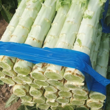 【热卖】精品万亩红叶莴苣基地大量有货保质量，价优，