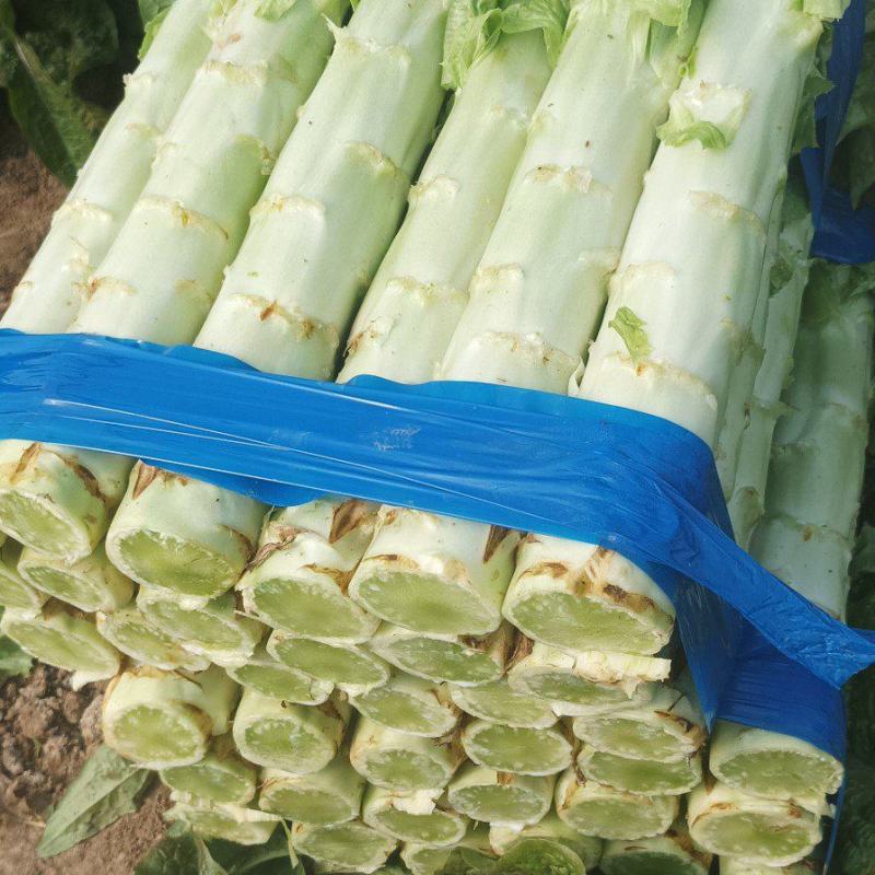 【热卖】精品万亩红叶莴苣基地大量有货保质量，价优，