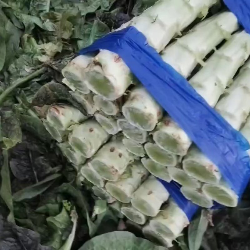 精品红叶莴苣，产地直发，大量上市，货源充足，欢迎致电合作