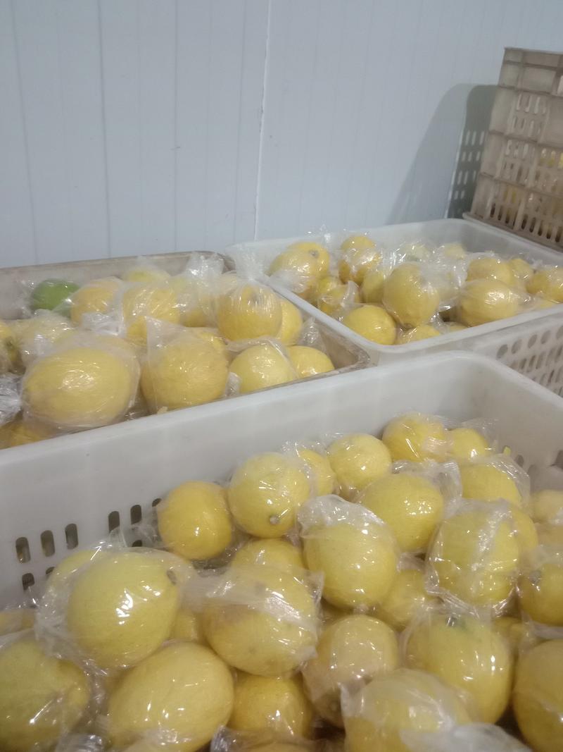 安岳黄柠檬量大优惠质量保证精挑细选欢迎各地客商选购