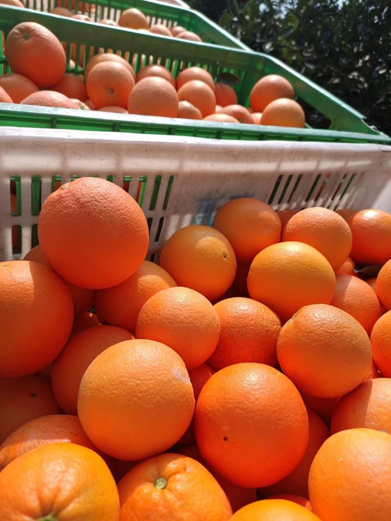 中华红血橙红心橙塔罗科产地大量上市货源充足保质保量