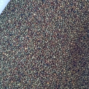 小叶红皮千斤拔种子