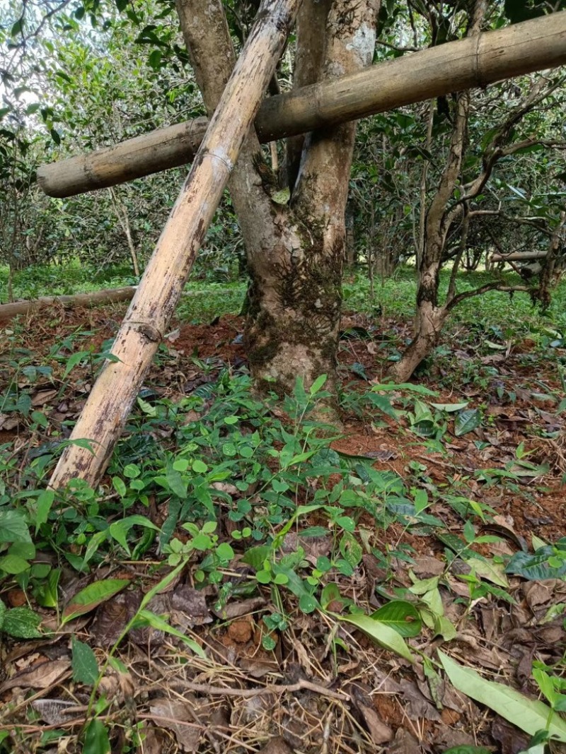 云南普洱云南临沧勐库核心茶区小户赛古树茶产地直发