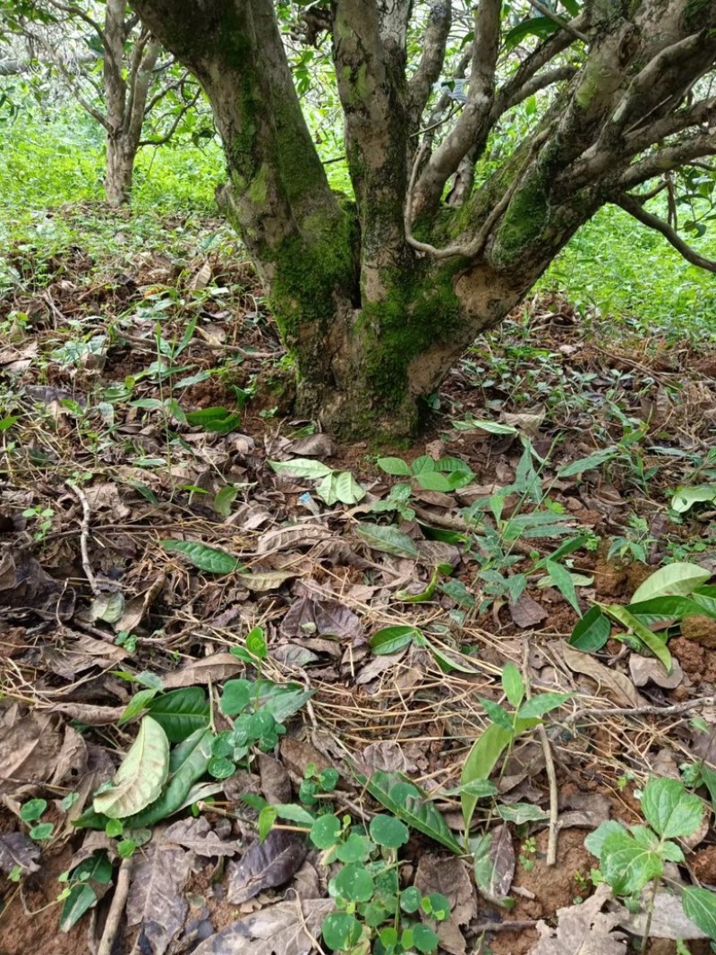 云南普洱云南临沧勐库核心茶区小户赛古树茶产地直发