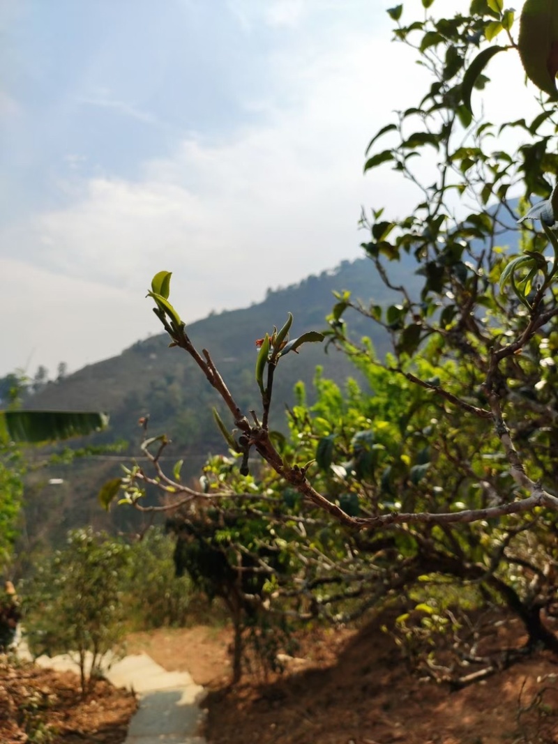 云南普洱云南临沧勐库核心茶区小户赛古树茶产地直发